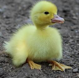 baby duck