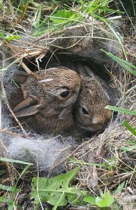 baby bunny
