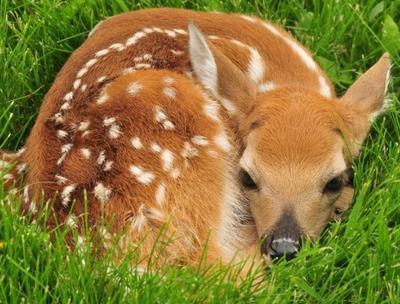 baby deer