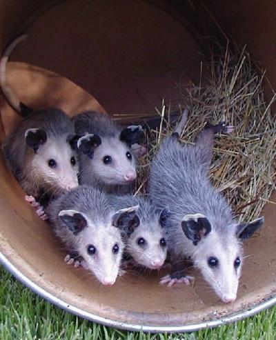 baby opossum